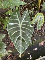 Alocasia longiloba image