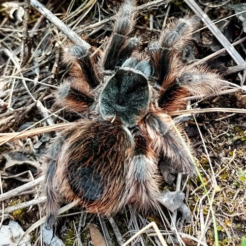 Pedregal Tarantula