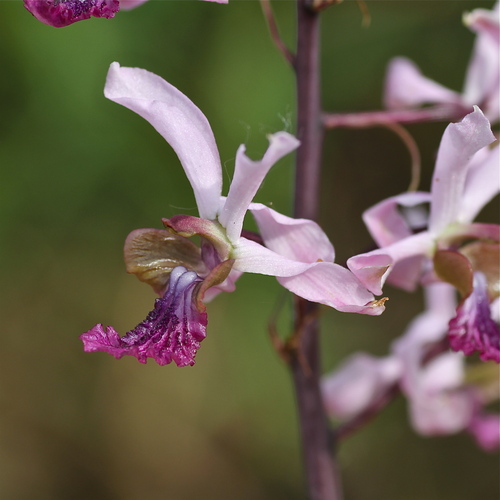 Eulophia cristata