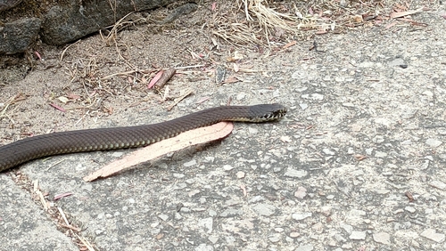 Highlands Copperhead sighting