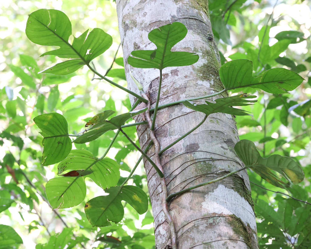 Philodendron panduriforme