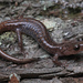 Sacramento Mountain Salamander - Photo (c) Jake Scott, all rights reserved, uploaded by Jake Scott