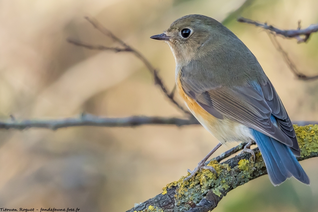 Red-flanked Bluetail (also known as Orange-flanked Bush Robin)