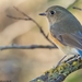 Bush-Robins and Bluetails - Photo (c) Titouan Roguet, all rights reserved, uploaded by Titouan Roguet