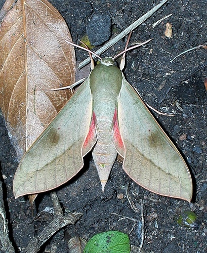 Cape Hawkmoth
