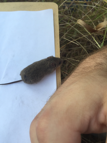 Northern Pygmy Mouse