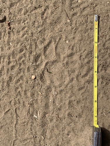 Mountain Lion Tracks – NatureTracking