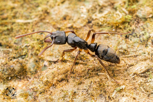 Neoponera carinulataNeoponera carinulata