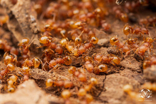 Little Fire Ant