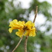 Handroanthus ochraceus - Photo 由 Laurent Quéno 所上傳的 (c) Laurent Quéno，保留所有權利