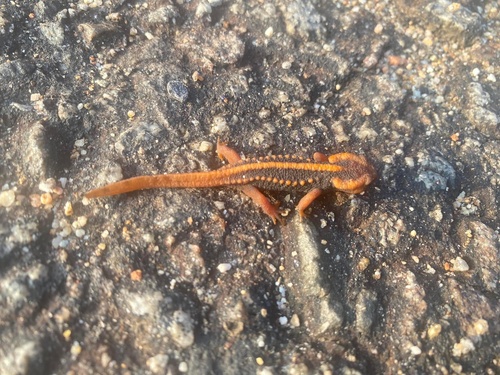 Chiang Mai Crocodile Newt
