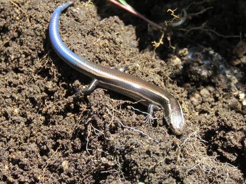 Shortnose Skink