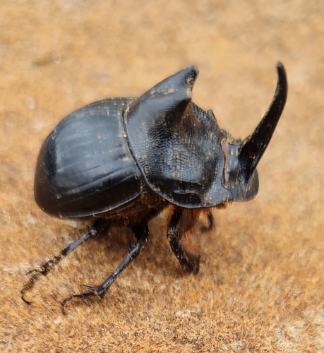 Copris jacchus