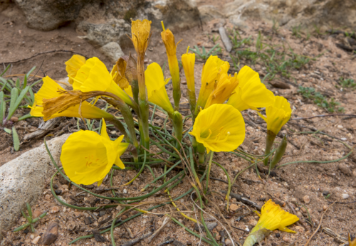 How to identify Narcissus obesus Salisb.