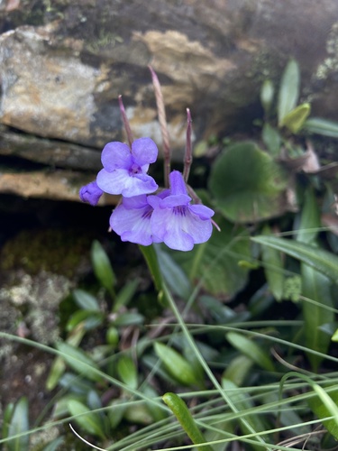 Streptocarpus hilburtianus