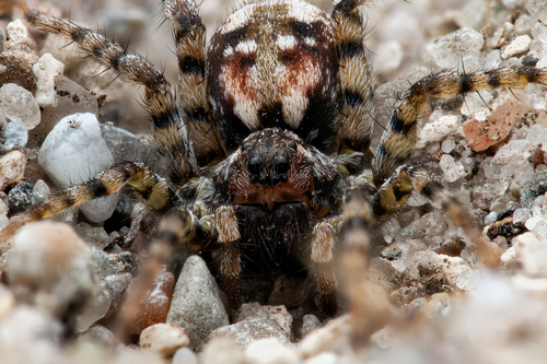 Bear Spiders