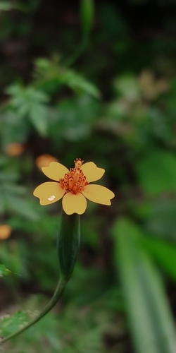 Tagetes tenuifolia image