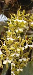 Epidendrum stamfordianum image