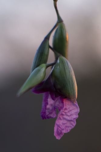 alligator flag (Thalia geniculata)