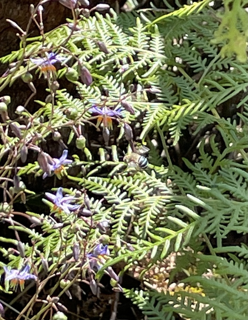 Amegilla chlorocyanea from Upper Sweetwater Creek Reserve, Frankston