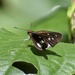 Vettius phyllus phyllus - Photo 由 Wendell Peter Griffith 所上傳的 (c) Wendell Peter Griffith，保留所有權利