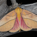Syssphinx montana - Photo (c) Alice Abela, todos los derechos reservados