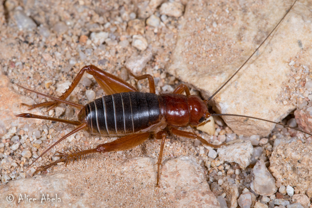 Arizona cricket from Arizona, United States on August 27, 2018 at 0829