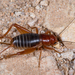 Arizona Cricket - Photo (c) Alice Abela, all rights reserved