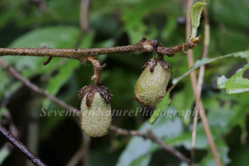 Actinidia fulvicoma (Actinidia fulvicoma)