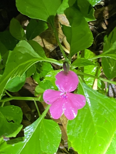 Impatiens walleriana image
