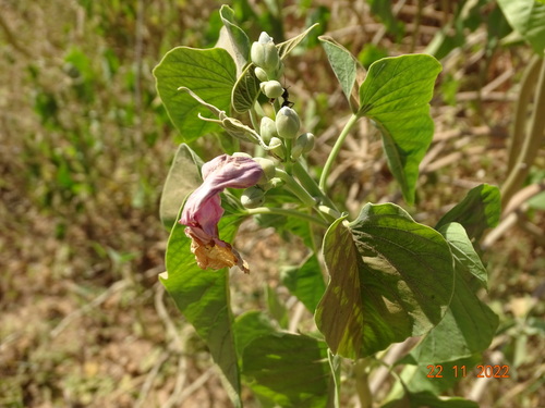 Ipomoea carnea fistulosa