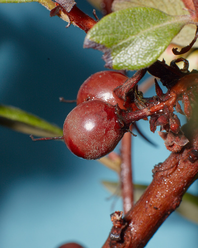 mission manzanita