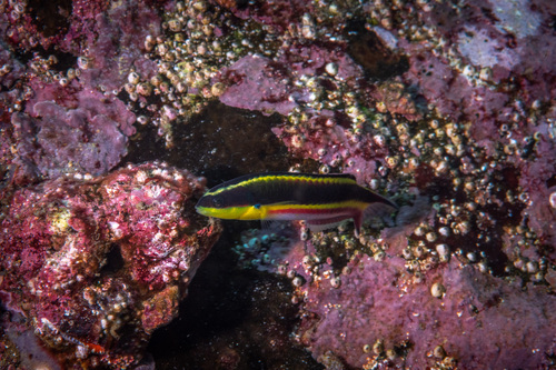 Cortez Rainbow Wrasse