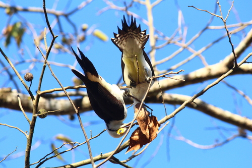 White Woodpecker