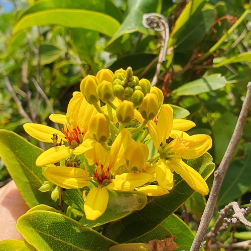 Tristellateia africana