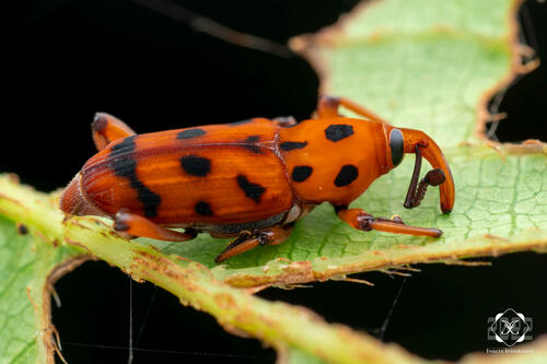 Rhodobaenus pantherinus image
