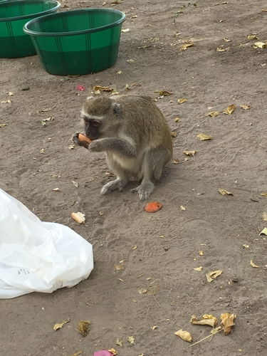 Southern Vervet Monkey