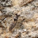 Leptopus riparius - Photo (c) 二班的螺蛳粉, todos os direitos reservados, uploaded by 二班的螺蛳粉