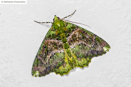Dindicodes crocina