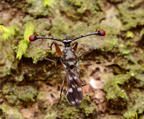 Teleopsis sykesii (Westwood, 1835)