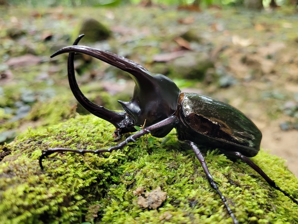 Moellenkampi Beetle (Chalcosoma moellenkampi) · iNaturalist