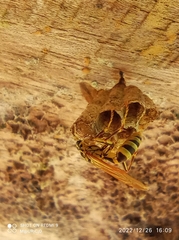 Mischocyttarus basimacula image