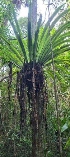 Asplenium mauritianum