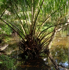 Elaeis guineensis image