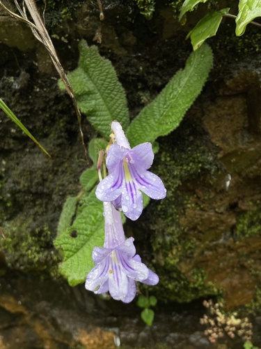 Streptocarpus cyaneus ssp. polackii