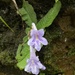 Streptocarpus cyaneus polackii - Photo (c) Carel Fourie, all rights reserved, uploaded by Carel Fourie