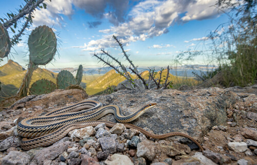 Big Bend Patch-nosed Snake