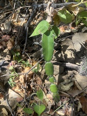 Acanthocereus tetragonus image