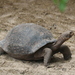Darwin Volcano Giant Tortoise - Photo (c) mrselenium, all rights reserved, uploaded by mrselenium