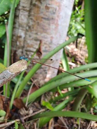 Leptagrion garbei